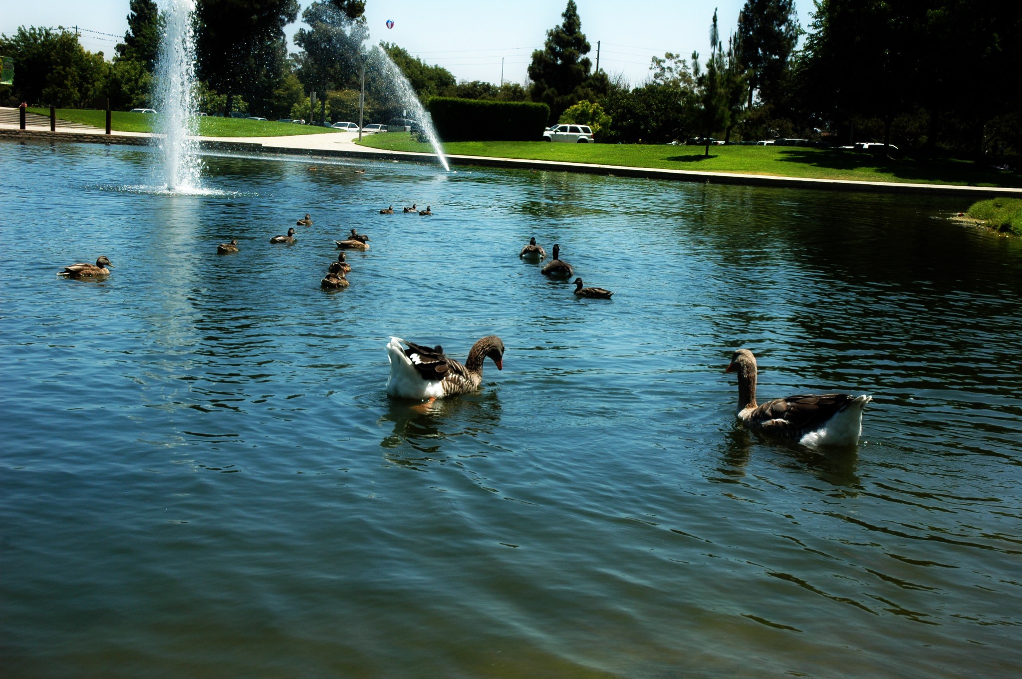 Fountains and waterfowl at Wilderness Park in Downey