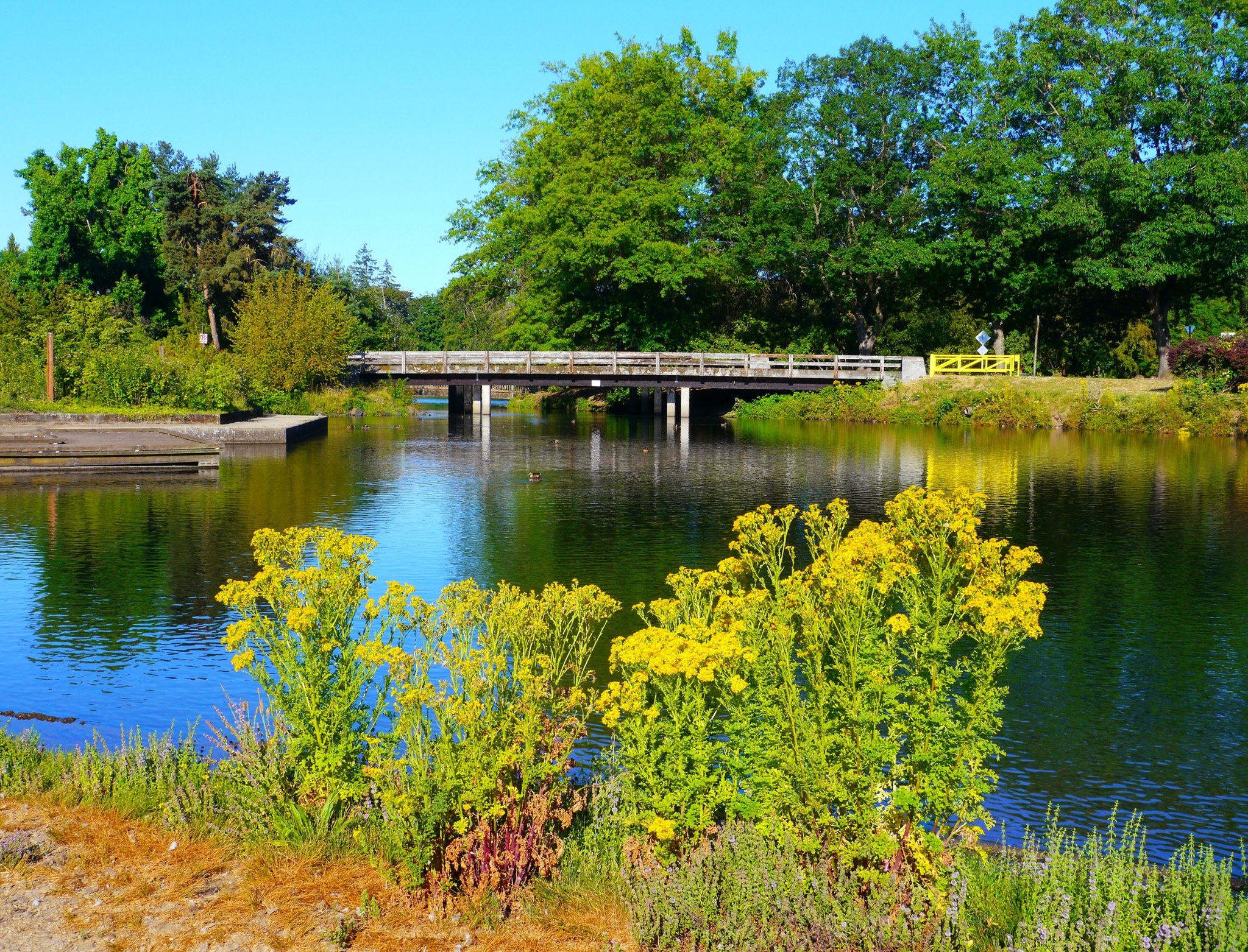 Duck pond and footbridge in Alton Baker Park, Eugene, Oregon.
