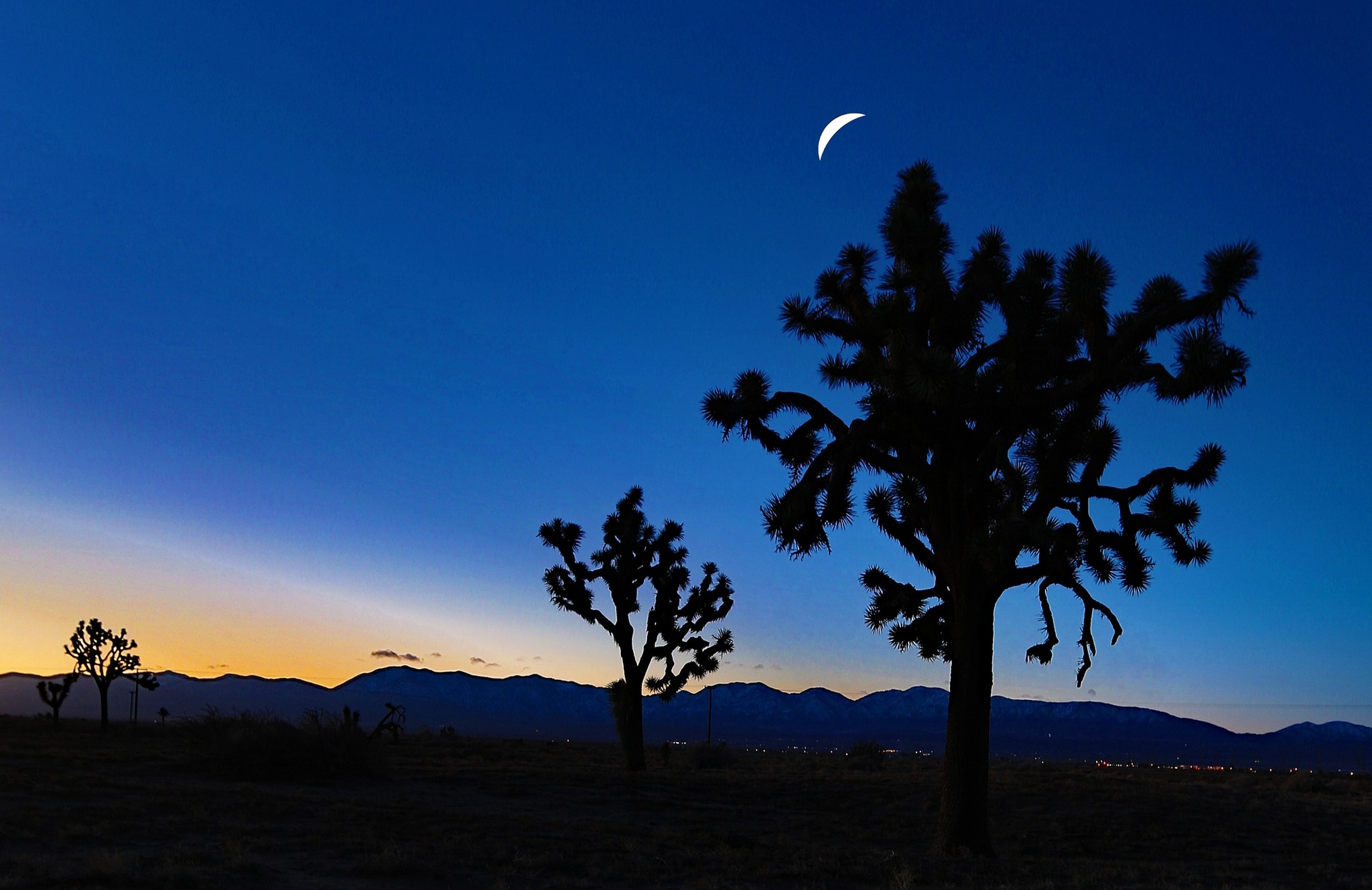 Joshua trees and a crescent moon in Palmdale, California.